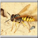 Philanthus triangulum - Bienenwolf w06.jpg
